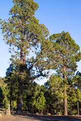 Canarian pines