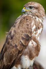 Common buzzard (Buteo buteo)