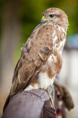 Common buzzard (Buteo buteo)