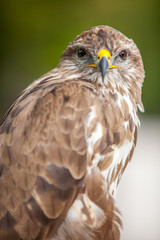 Common buzzard (Buteo buteo)