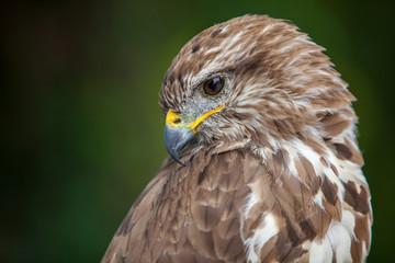 Common buzzard (Buteo buteo)