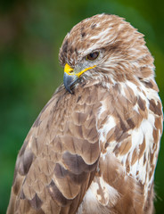 Common buzzard (Buteo buteo)