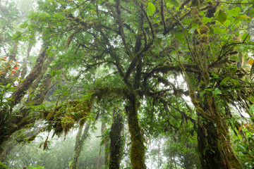 Deep in lush foggy rainforest