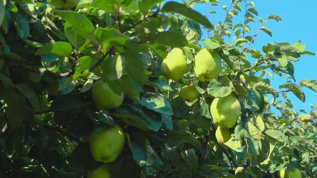 Ripe juicy pears on a tree in the garden during the summer sunny day