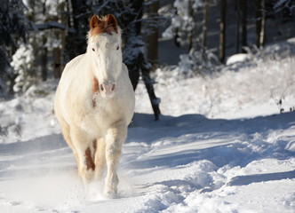 i`m coming to you, beautiful paint horse running through the snow