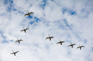 Swans flying wedge