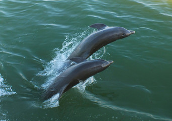Dolphin / Dolphins