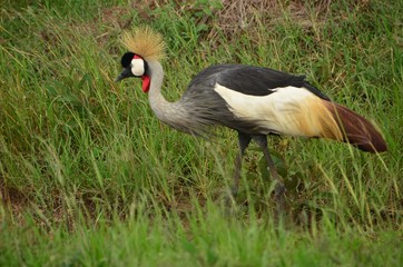 Colorful bird