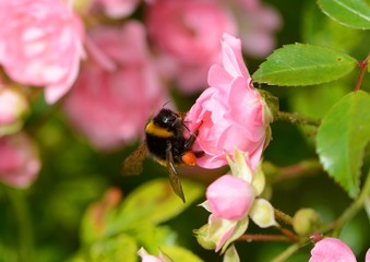 Buff tailed bumble bee on pink rose