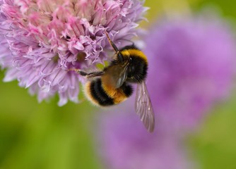 Bumblebee, buff tailed, on chive flowers