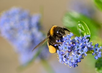 Bumblebee, Bombus, Apidae on ceanothus blossom 