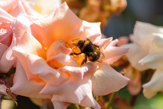 Bumble bee on fading rose
