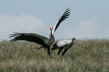 Secretary bird mating dance