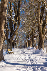 Winterliche Idylle an der Baumallee