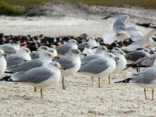 Seabirds Seagulls and Oytercatchers