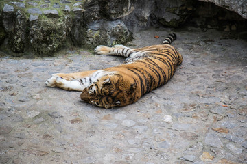 Naklejka premium Tiger