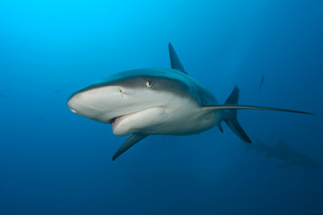 tiburones de arrecife en Bahamas