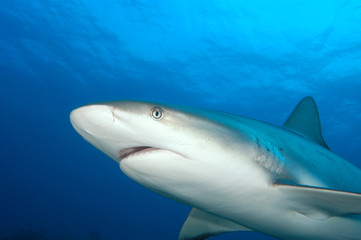 tiburones de arrecife en Bahamas