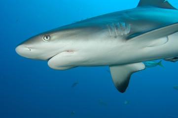 tiburones de arrecife en Bahamas