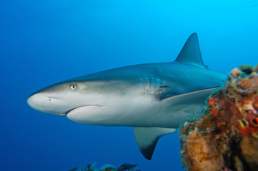 Obraz premium tiburones de arrecife en Bahamas