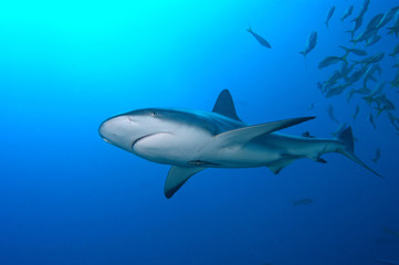 Fototapeta premium tiburones de arrecife en Bahamas