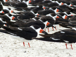 Black Skimmers