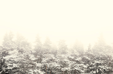Scenery photo of fog in winter forest. Toned photo