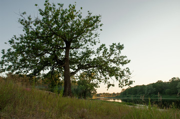 Beautiful landscape in Belarus during early summer evening.