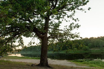 Obraz premium Beautiful landscape in Belarus during early summer evening.