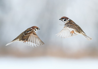 pair the funny birds sparrows are flying towards each other, wings spread