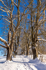 Kastanienallee im Winter