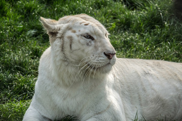 Naklejka premium White Tiger