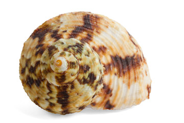 colorful sea shell