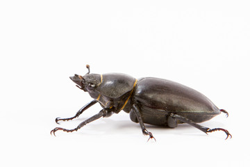 Female Stag Beetle isolated on white