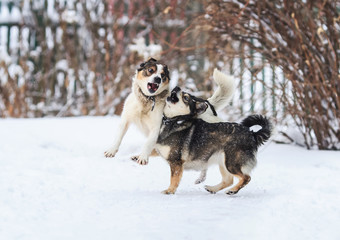 two funny dogs are running happily over the white snow in the winter