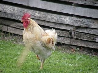 cock