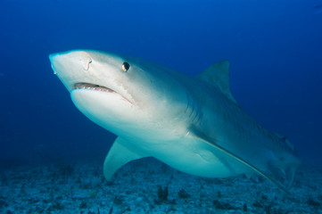 Fototapeta premium Tiburón tigre en Bahamas