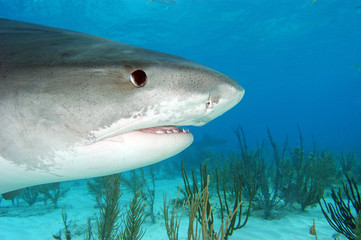 Tiburón tigre en Bahamas