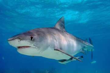 Fototapeta premium Tiburón tigre en Bahamas