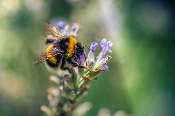 Hummel auf Lavendel