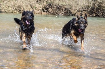 German Shepherds