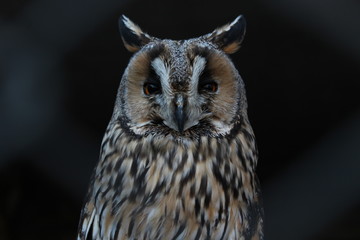 Great owl