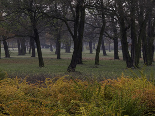 Fototapeta premium Jesienny park