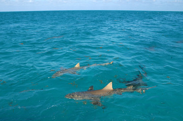 Tiburón limón en Bahamas