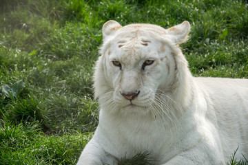 White Tiger