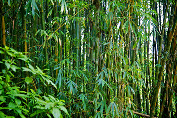 Fototapeta premium Rain Forest
