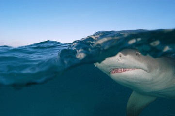 Tiburón limón en Bahamas