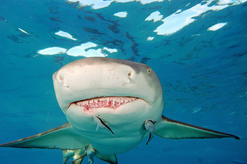 Tiburón limón en Bahamas