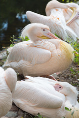 Flock of pelicans