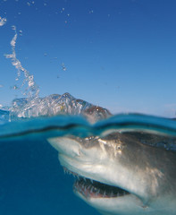 Tiburón limón en Bahamas
